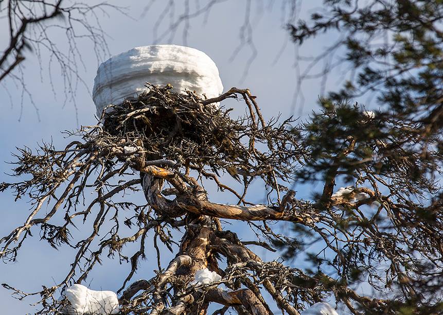 Гнездо орлана- белохвоста зимой